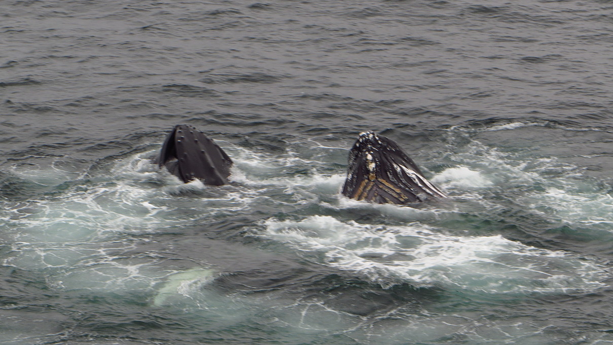 humpbacks feeding