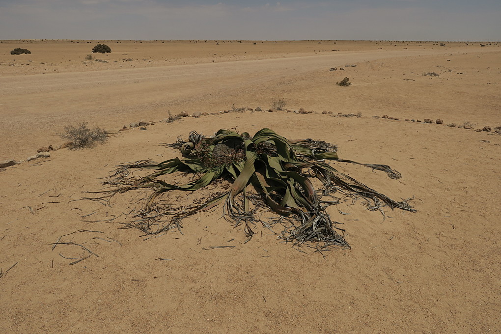 Welwitschia drive, Namibia